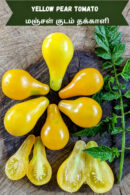 Yellow pear Tomato