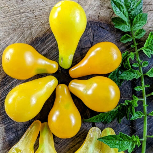Yellow pear Tomato