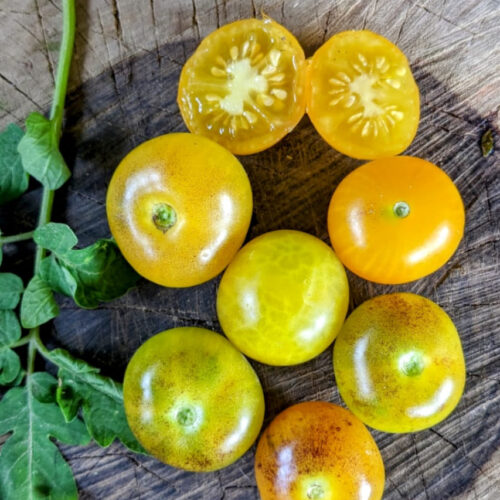 Yellow shade cherry Tomato