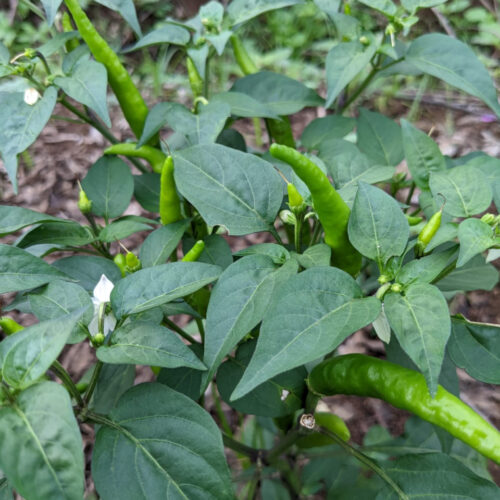 kandhari long chilli (வானம் பார்த்த மிளகாய்)
