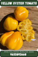 yellow oyster tomato