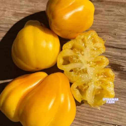 yellow oyster tomato