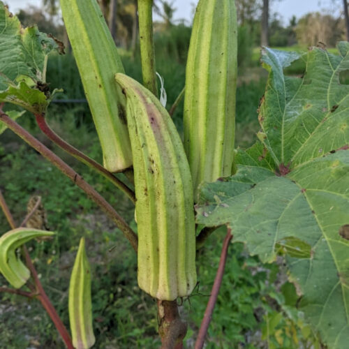இளம்பச்சை சொனை வெண்டை