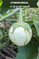 எட்டுநாழி கத்தரி (Ettunazhi brinjal)