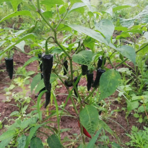 கருப்பு நீள மிளகாய்