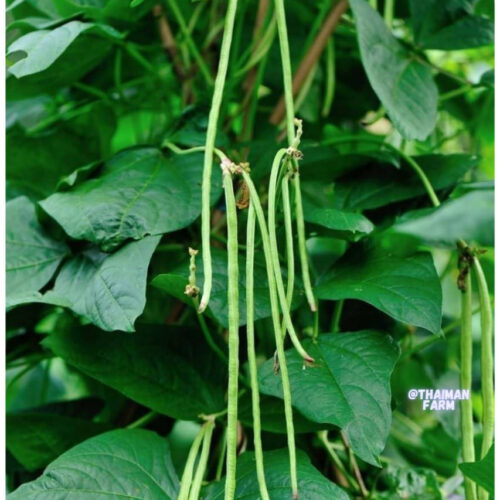 காராமணி (பெரும்பயறு)
