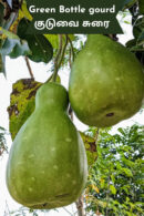 குடுவை சுரை (Strong shell bottle gourd)
