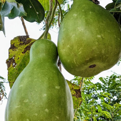 குடுவை சுரை (Strong shell bottle gourd)