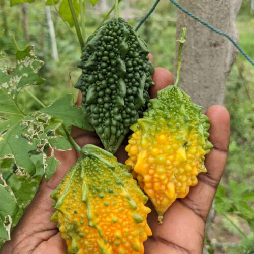 குண்டு பாகற்காய்