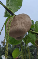 கொடி உருளை(Air potato)