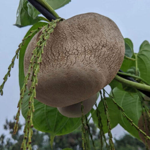 கொடி உருளை(Air potato)
