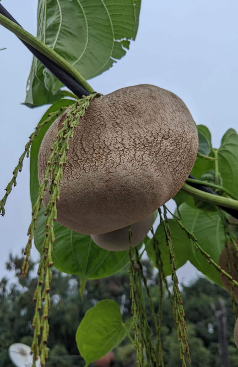 கொடி உருளை(Air potato)
