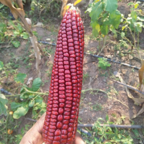 சிவப்பு மக்காச்சோளம்