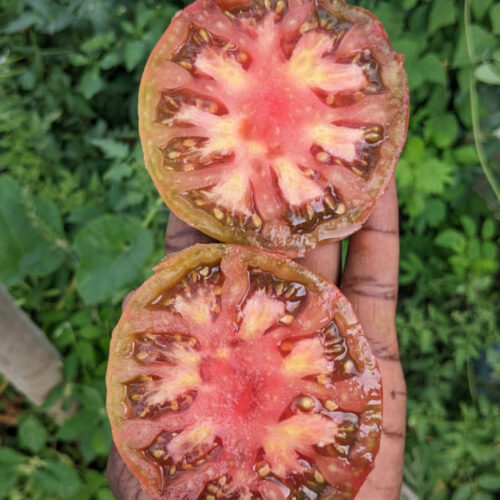 சேரோகி பர்பள் தக்காளி (Cherokee purple Tomato)