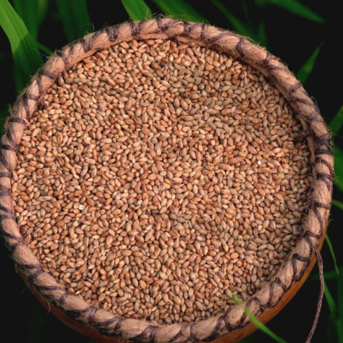 நாட்டு கம்பு (Desi pearl millet)