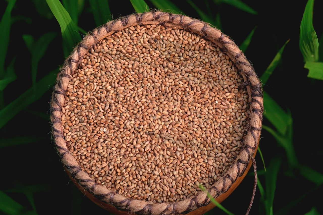 நாட்டு கம்பு (Desi pearl millet)