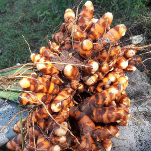 நாட்டு மஞ்சள்