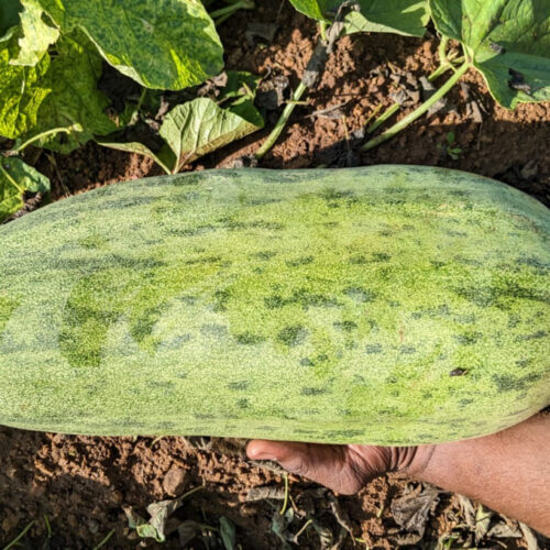 பழ வெள்ளரி
