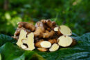 மா இஞ்சி(Mango ginger)
