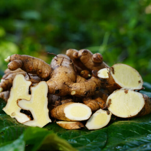 மா இஞ்சி(Mango ginger)
