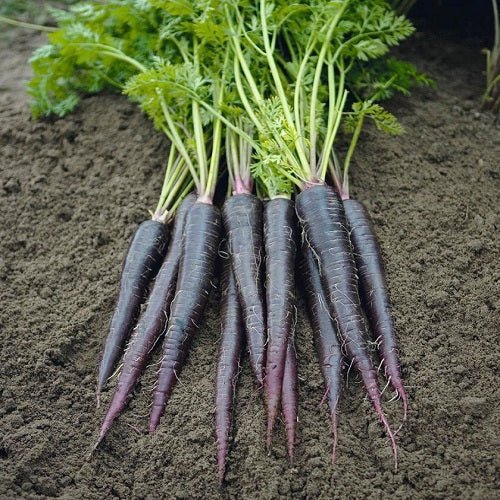 Black carrot seeds