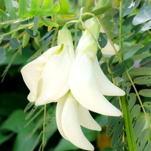White agathi seeds