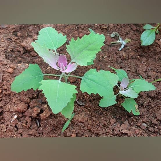 Chakravarthi spinach