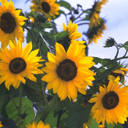 Sunflower Multi  Seeds