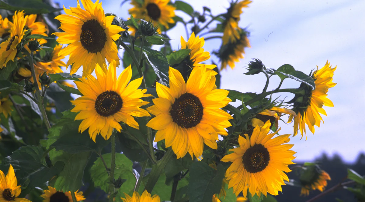 Sunflower Multi Seeds