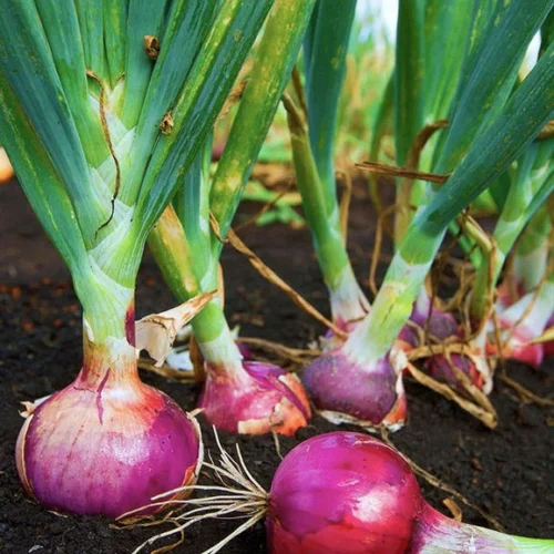 Red onion seeds