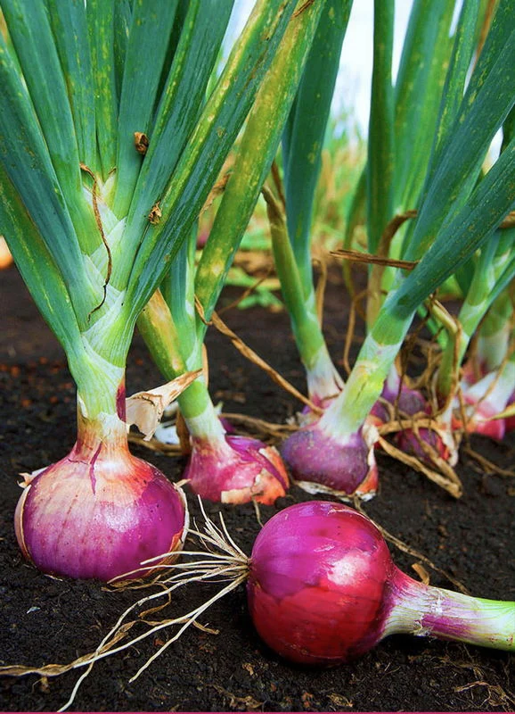Red onion seeds