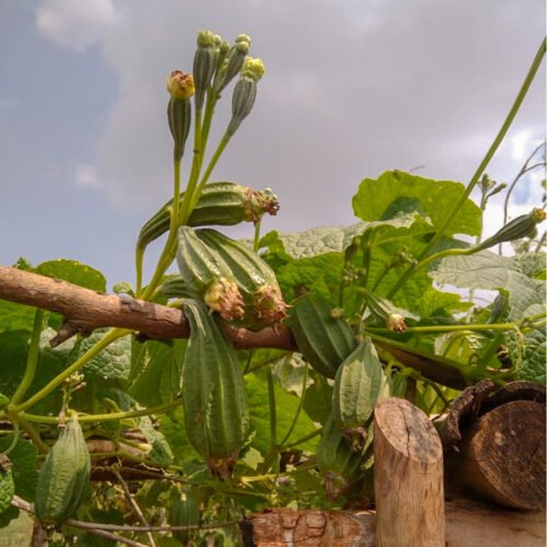 Cluster ridge gourd