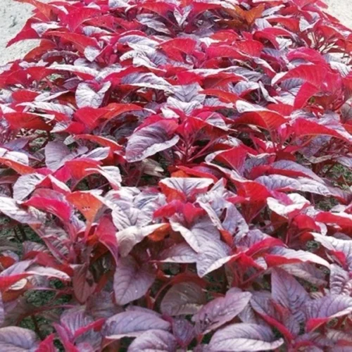 Red Amaranthus (Rajgira)