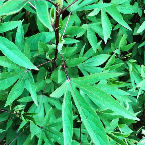 Gongura green
