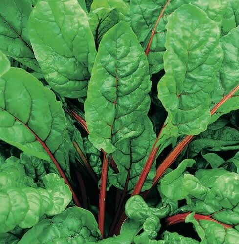 Red palak spinach