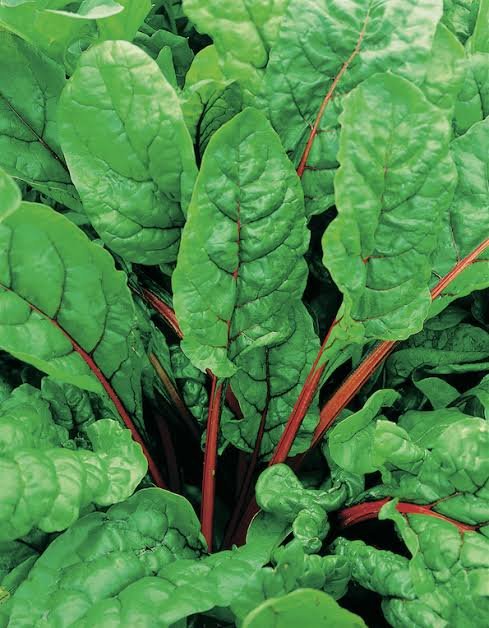 Red palak spinach