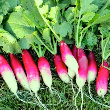 Red Radish seeds