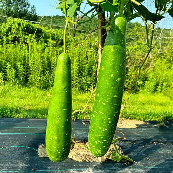 Long bottlegourd seeds