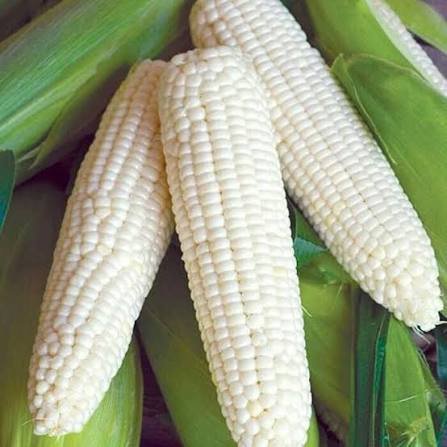 White corn seeds