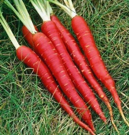 Red carrot seeds