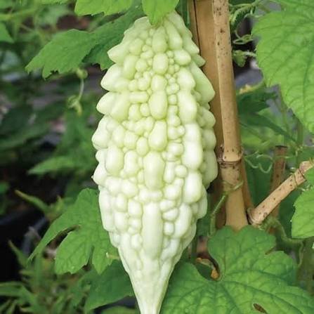 White bittergourd seeds