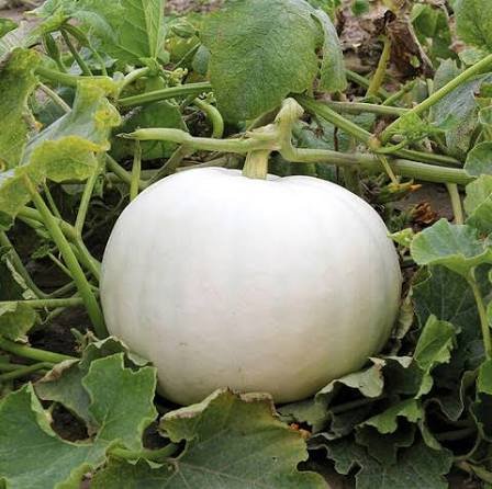 White pumpkin seeds