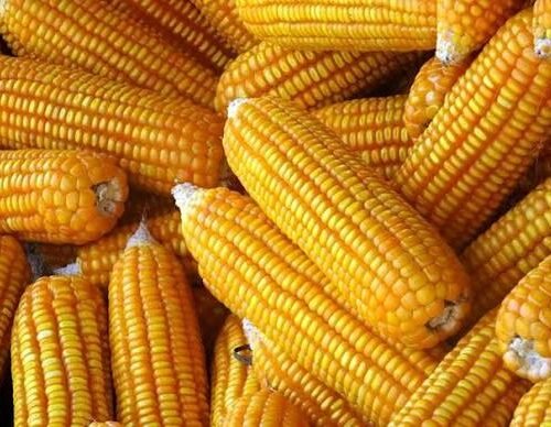 Yellow corn