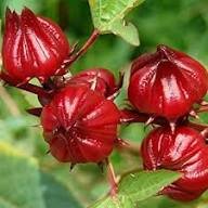 Red gongura