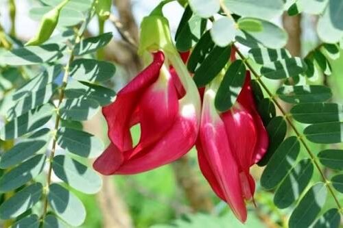 Red agathi seeds