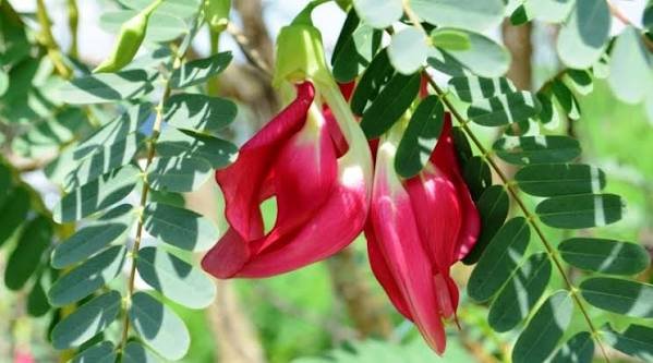 Red agathi seeds