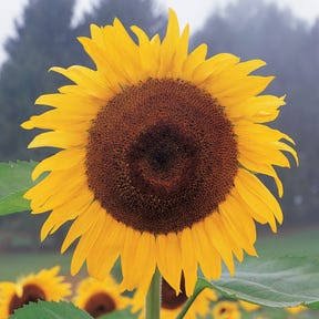 Gaint sunflower seeds