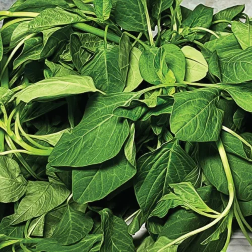 Rajgira Green amaranthus