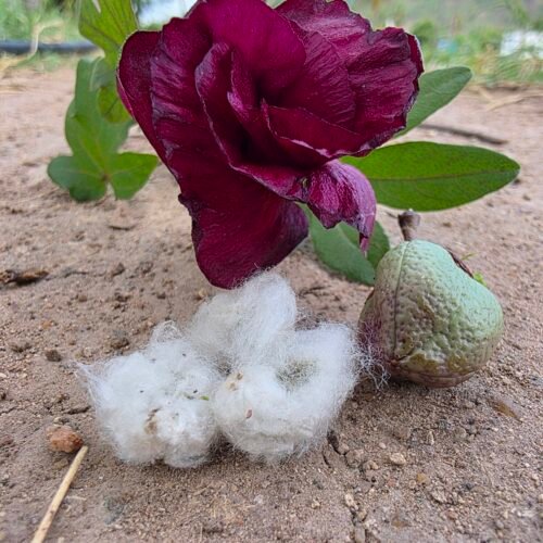 Red cotton