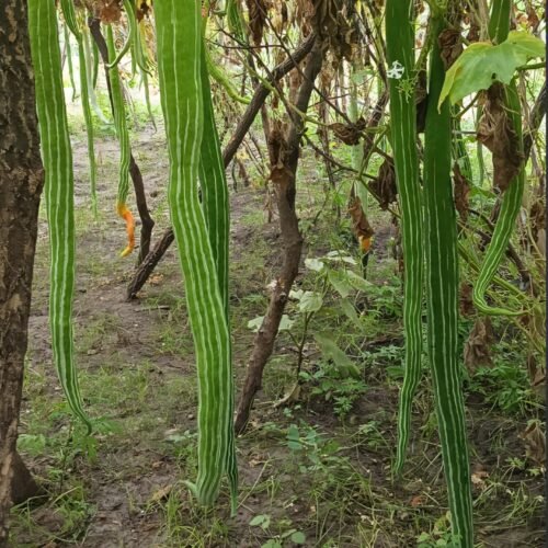 Striped snake gourd